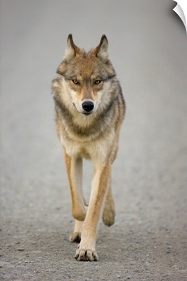 Gray Wolf Denali National Park Alaska