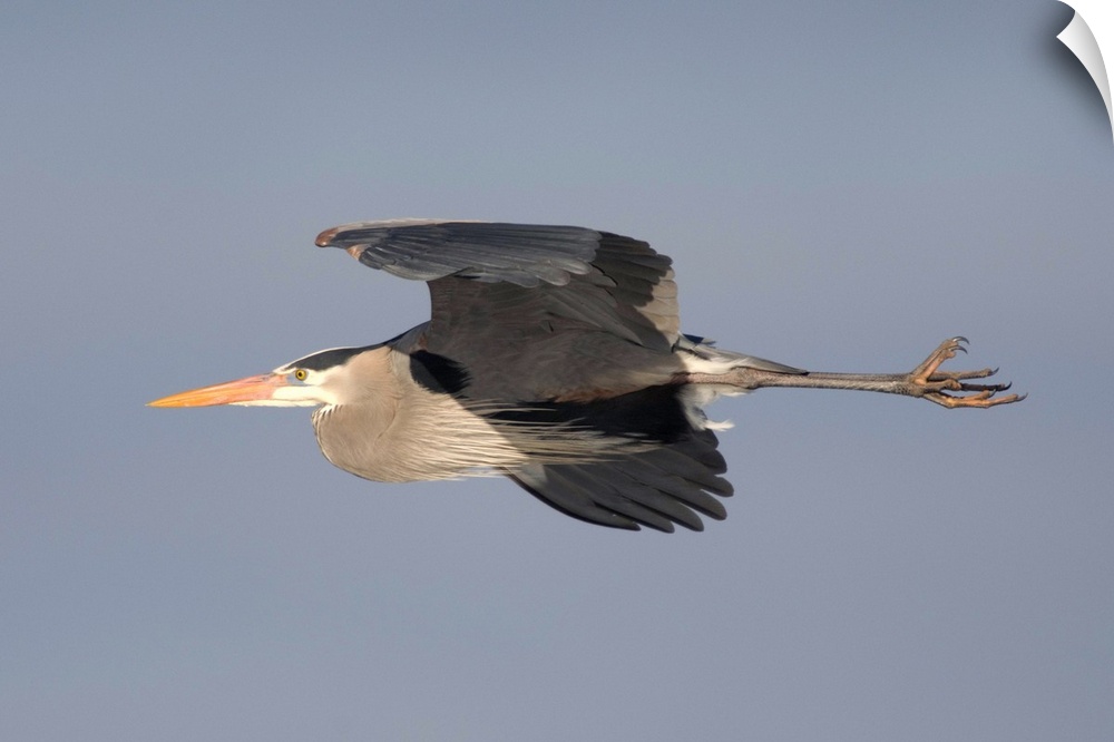 great blue heron (Ardea herodias) Flight, Kensington Metro Park MI