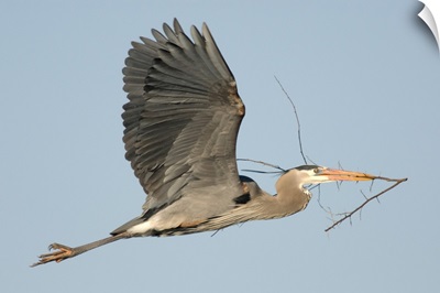 Great Blue Heron (Ardea herodias) flying with nest material, Milford, Michigan