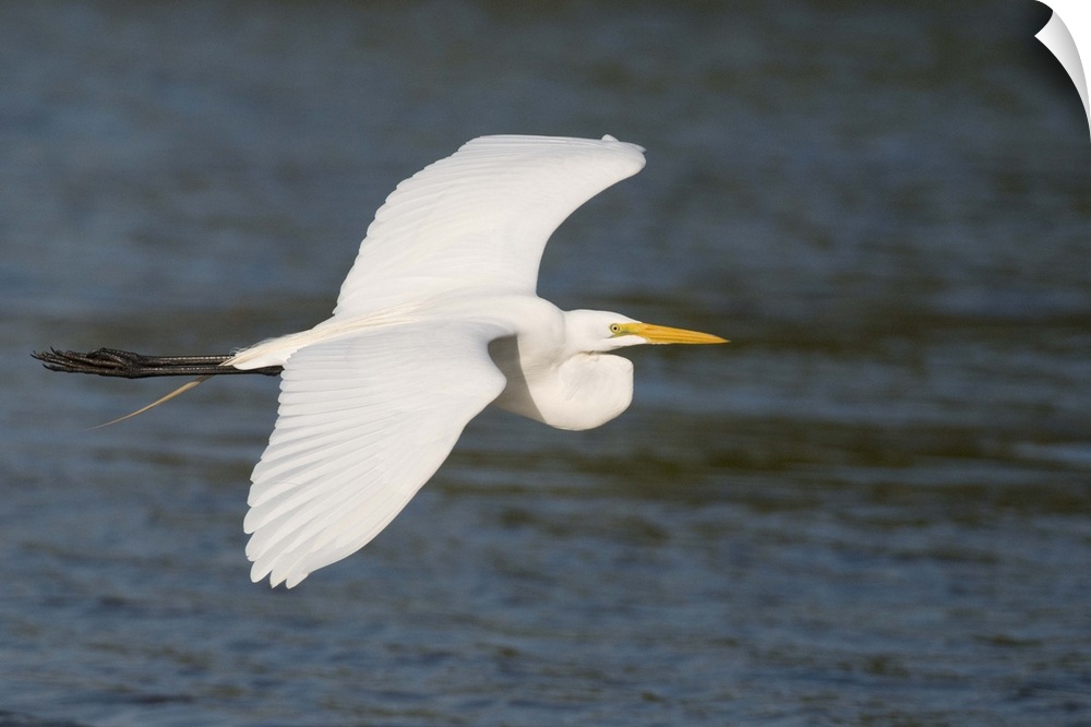 great egret (Casmerodius albus), Flight, Fort Meyers FL