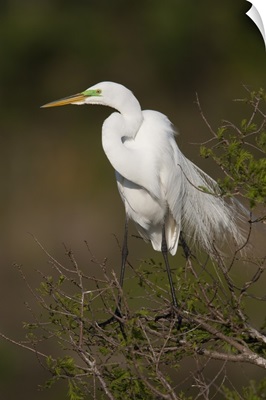Great Egret in breeding plumage, Florida
