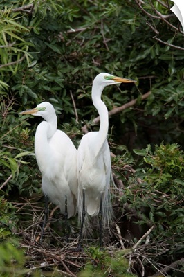 Great Egret pair in nest in breeding plumage, Florida