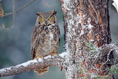 Great Horned Owl adult perching in a snow-covered tree, British Columbia, Canada