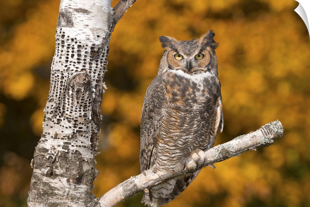 great horned owl (Bubo virginianus), Fall color, Captive, Howell Nature center, MI