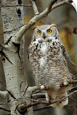 Great Horned Owl (Bubo virginianus) pale form, perched in tree, Alberta, Canada