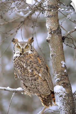 Great Horned Owl in its pale form perching in a snow-covered tree, British Columbia