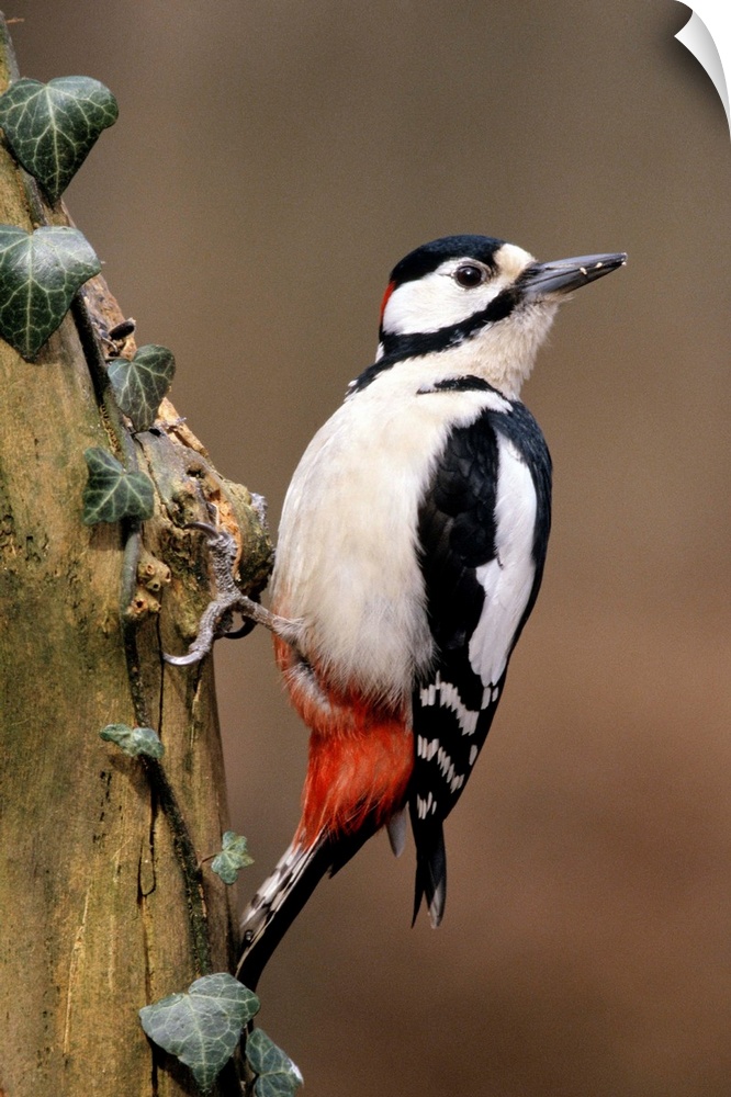 Great Spotted Woodpecker (Dendrocopos major) adult on tree trunk, Europe