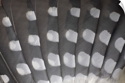 Great Spotted Woodpecker wing feather detail, Germany