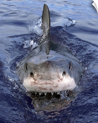 Great White Shark (Carcharodon carcharias), Cape Province, South Africa