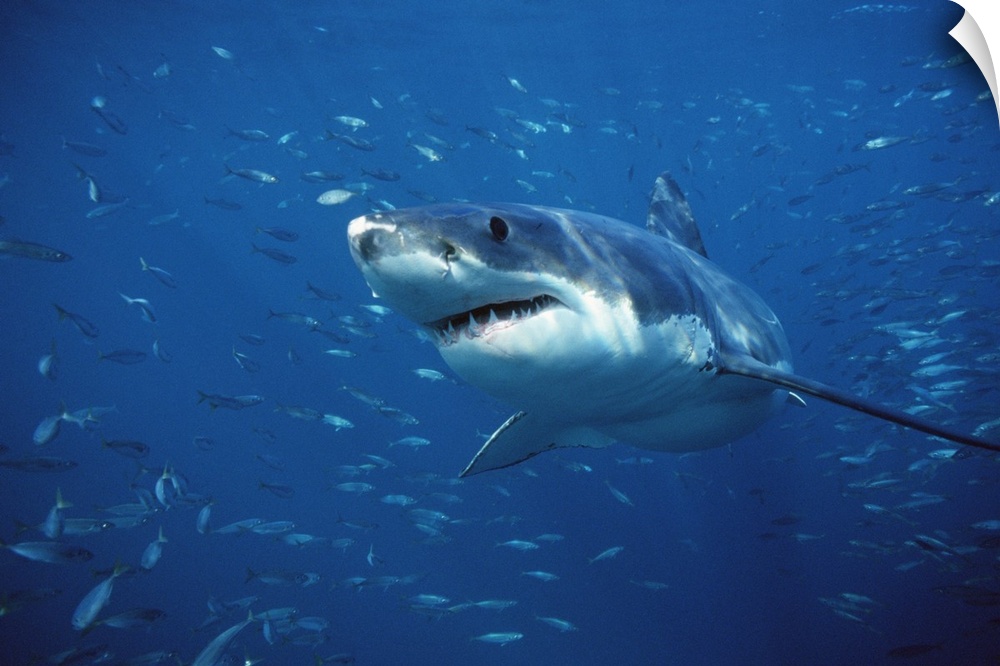 Great White Shark (Carcharodon carcharias) swimming through a school of fish, Neptune Islands, South Australia