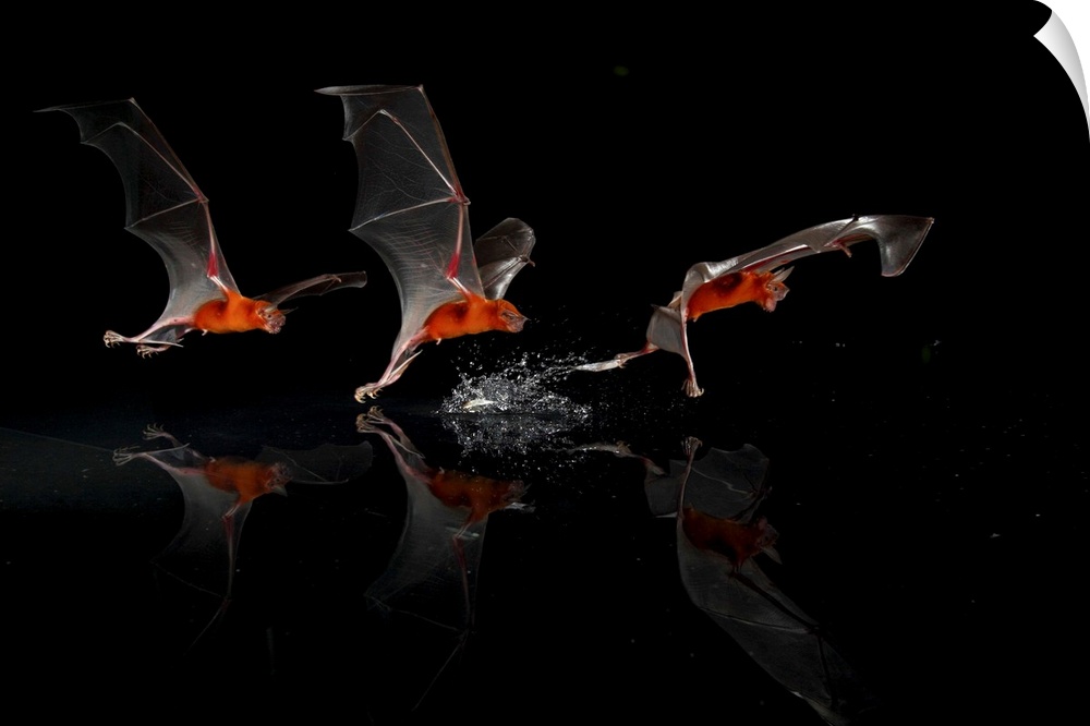 The Greater bulldog bat or fisherman bat (Noctilio leporinus) is a type of fishing bat native to Latin America. The bat us...