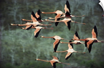 Greater Flamingo group courtship flight over salt lagoon, Ecuador
