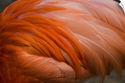 Greater Flamingo (Phoenicopterus ruber) close up of feathers, San Diego Zoo, California