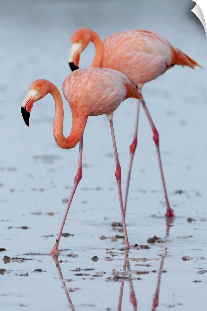 Greater Flamingo (Phoenicopterus ruber) pair wading, Galapagos Islands, Ecuador