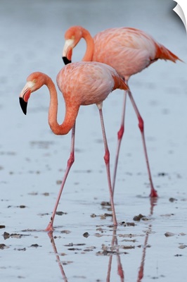 Greater Flamingo (Phoenicopterus ruber) pair wading, Galapagos Islands, Ecuador