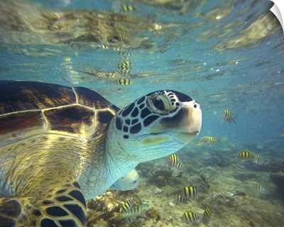 Green Sea Turtle (Chelonia mydas), Balicasag Island, Philippines