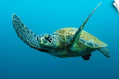 Green Sea Turtle (Chelonia mydas) swimming, Galapagos Islands, Ecuador