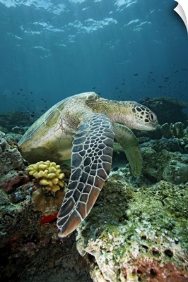 Green Sea Turtle on coral reef, Sipadan Island, Celebes Sea, Borneo