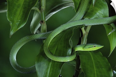 Green Vine Snake (Oxybelis fulgidus) camouflaged among rainforest leaves, Costa Rica