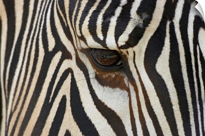 Grevy's Zebra (Equus grevyi) close up of eye, endangered, native to Africa