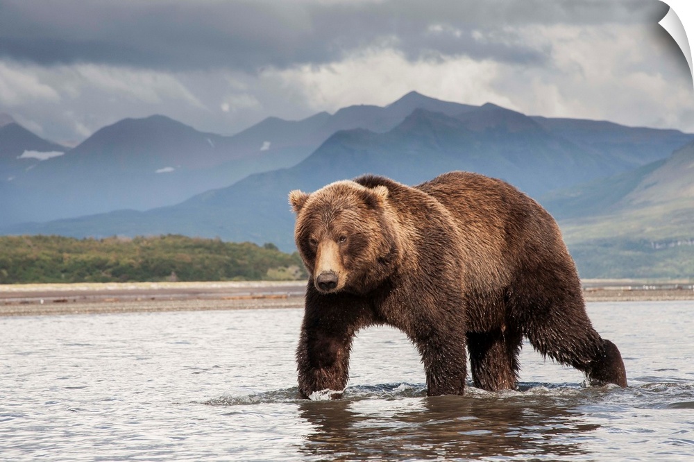 Brown Bear (Ursus arctos horribilis) fishing, Katmai National Park, Alaska, USA