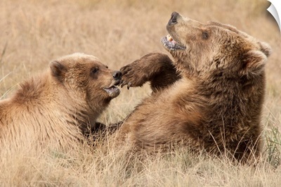 Grizzly Bear mother and cub playing, Katmai National Park, Alaska