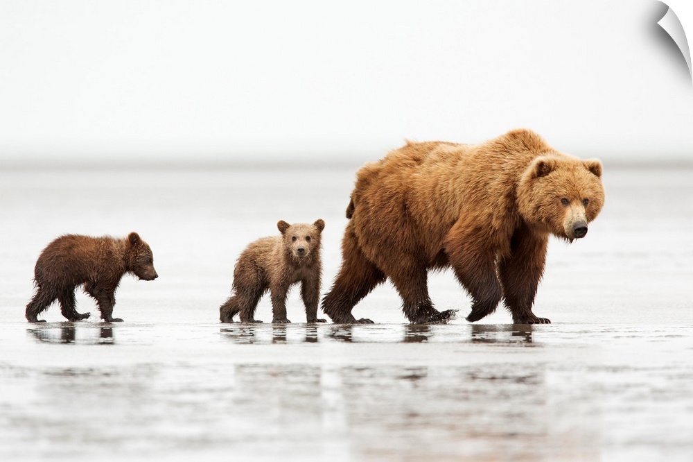 Grizzly Bear (Ursus arctos horribilis) mother and cubs, Lake Clark National Park, Alaska.