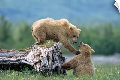 Grizzly Bear Sisters Playing Katmai National Park