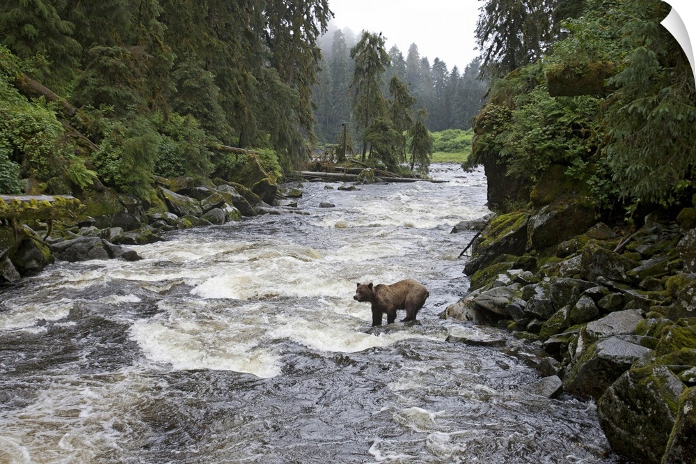 Brown bear (Ursus arctos horribilis) along Anan Creek, Tongass National Forest, Alaska