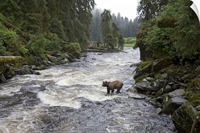 Grizzly Bear (Ursus arctos horribilis) fishing, Tongass National Forest, Alaska