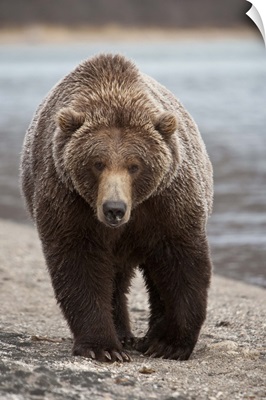 Grizzly Bear (Ursus arctos horribilis), Katmai National Park, Alaska