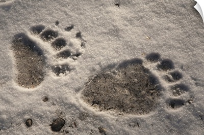 Grizzly Bear (Ursus arctos horribilis) paw prints, Katmai National Park, Alaska