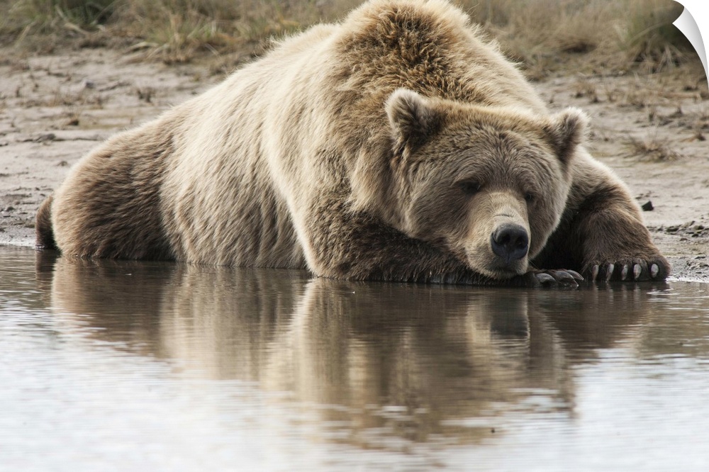 Grizzly Bear (Ursus arctos horribilis) sleeping on shore, Katmai National Park, Alaska