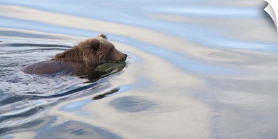 Grizzly Bear (Ursus arctos horribilis) swimming, Katmai National Park, Alaska