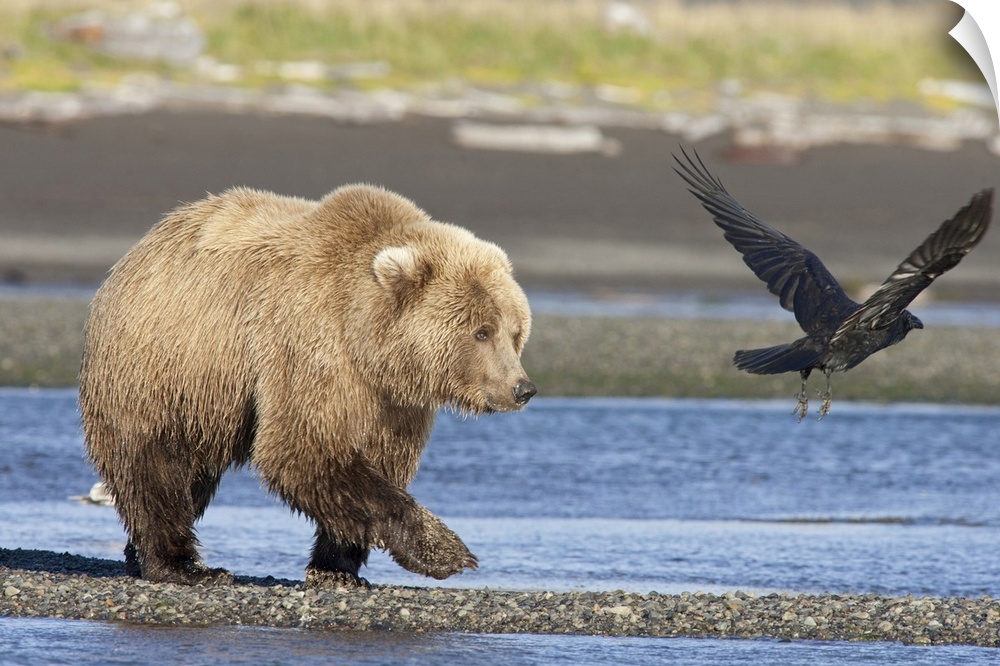 Grizzly Bear (Ursus arctos horribilis) walking along water Katmai National Park, Alaska