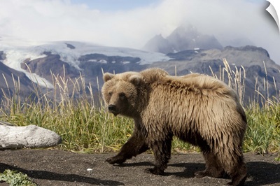 Grizzly Bear (Ursus arctos horribilis) yearling, Katmai National Park, Alaska