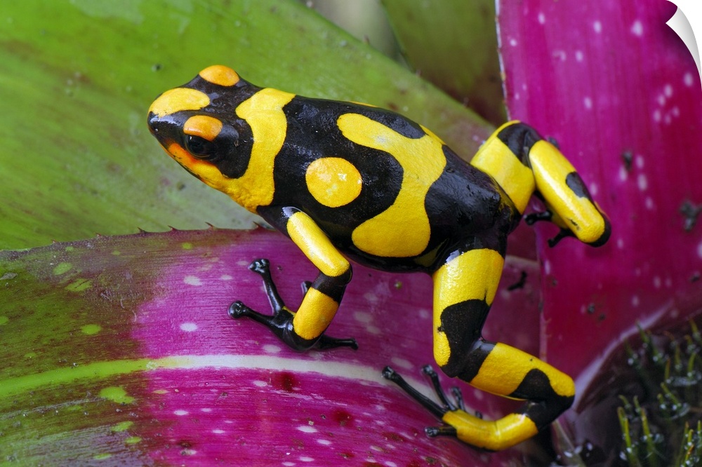 Harlequin Poison Frog on bromeliad(Oophaga histrionica)Cauca, Colombia