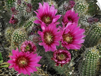 Hedgehog Cactus (Echinocereus engelmannii) flowering, Arizona