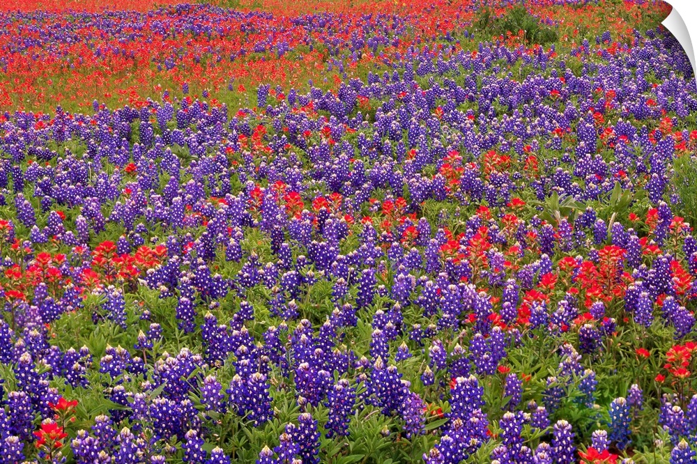 This large piece is a picture taken of colorful flowers blanketing a vast open field.