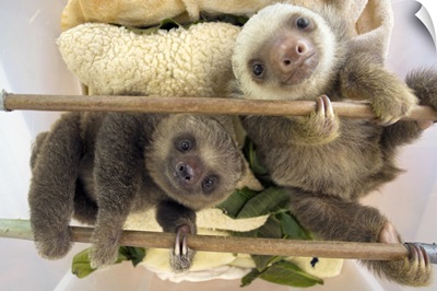 Hoffmann's Two-toed Sloth babies, Aviarios Sloth Sanctuary, Costa Rica