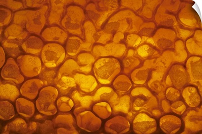Honey Bee (Apis mellifera) honeycomb cells filled with honey and covered by wax