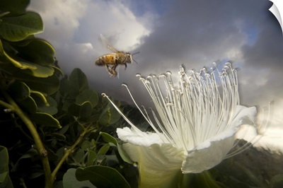 Honey Bee approaching rare Maiapilo (Capparis sandwichiana) flower, Kauai, Hawaii