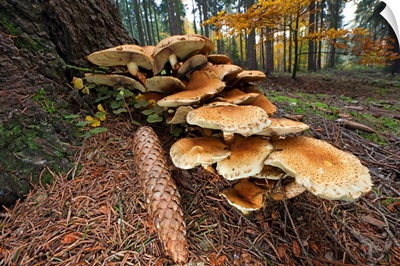 Honey Fungus mushrooms and pine cone at base of tree, Germany