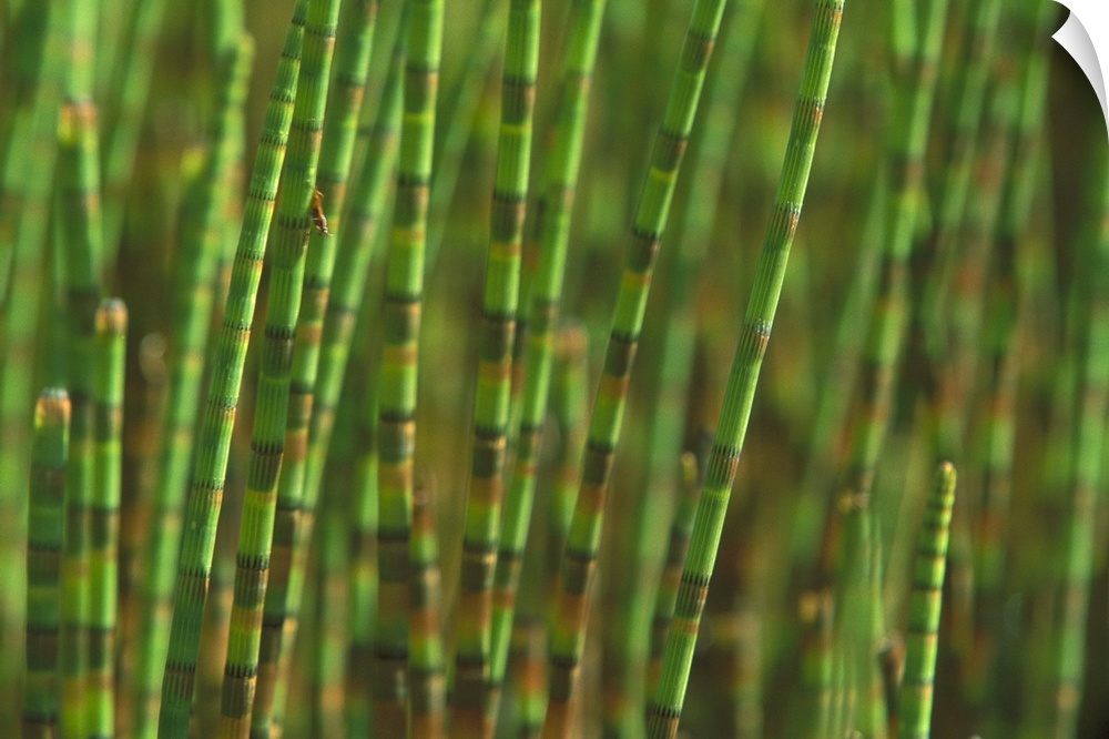 Big, horizontal, close up photograph of a large bunch of horsetail plants standing upright in a swamp, those in the backgr...
