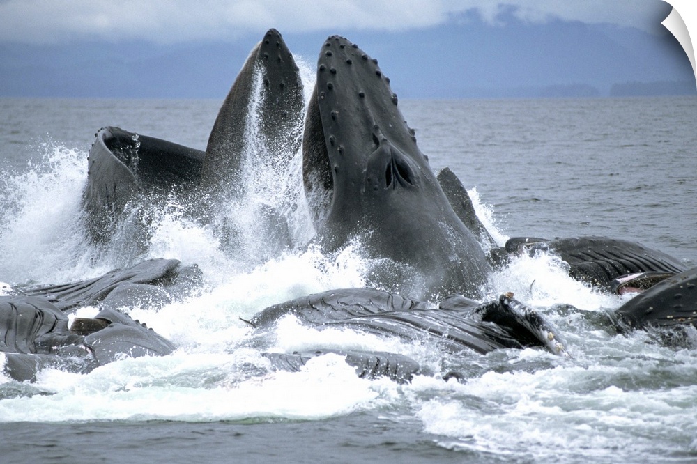Humpback Whale (Megaptera novaeangliae) cooperative gulp feeding on herring school, Southeast Alaska