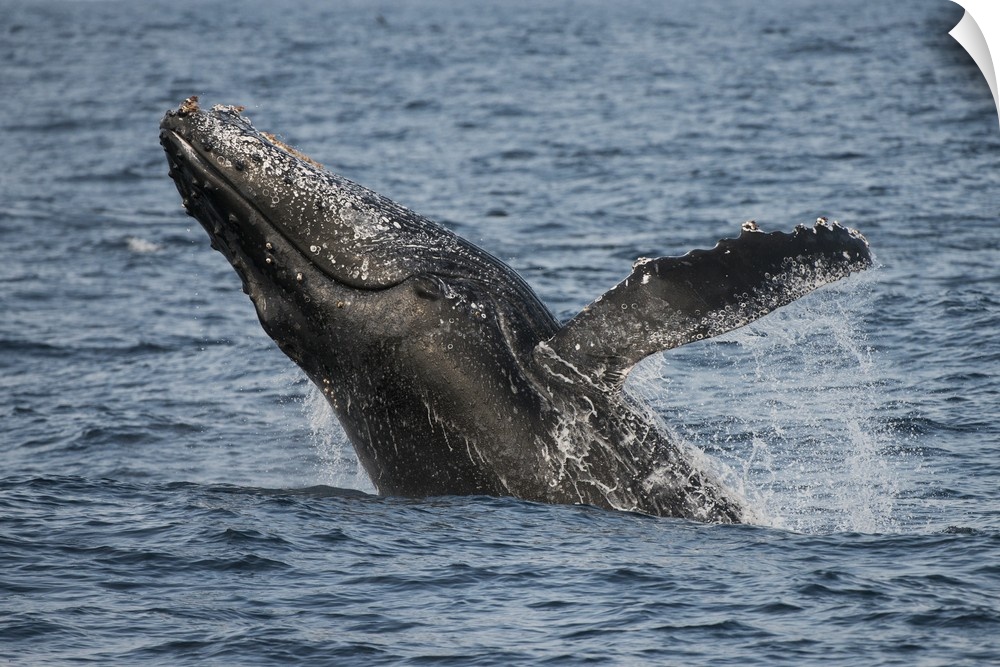 Humpback Whale (Megaptera novaeangliae).Sardine run,.Eastern Cape.SOUTH AFRICA