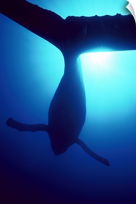 Humpback Whale male singing underwater, Maui, Hawaii