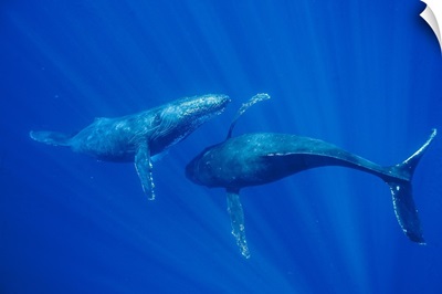 Humpback Whale males interacting, Maui, Hawaii