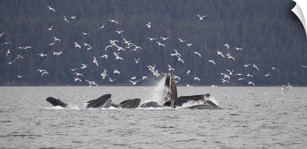 Humpback whale (Megaptera novaeangliae) bubble-net feeding near Juneau, Alaska
