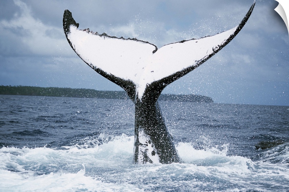 Humpback Whale (Megaptera novaeangliae) tail, Tonga